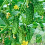 Насіння огірків Воргебіргштраубен Садиба 20 шт купити | Good Harvest