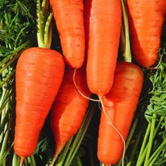 Семена моркови Шантане Ред Кор United Genetics 1 г 11.1060 фото