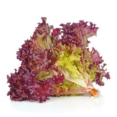Насіння салату листового Ред Корал Legutko Агропак 10 г