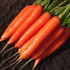 Насіння моркви Лосиноостровська Яскрава 10 г 11.1850 фото