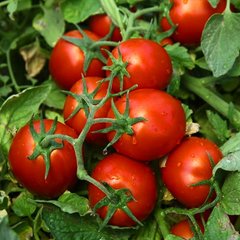 Насіння томатів Чіблі F1 Syngenta Садиба 100 шт 11.2065 фото