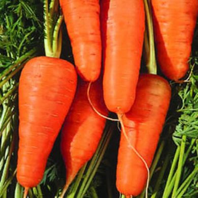 Насіння моркви Шантане Ред Кор United Genetics 1 г 11.1060 фото