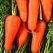 Семена моркови Шантане Ред Кор United Genetics 1 г