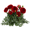 Насіння квітів і трав Насіння жоржин — купити в інтернет магазині Good Harvest