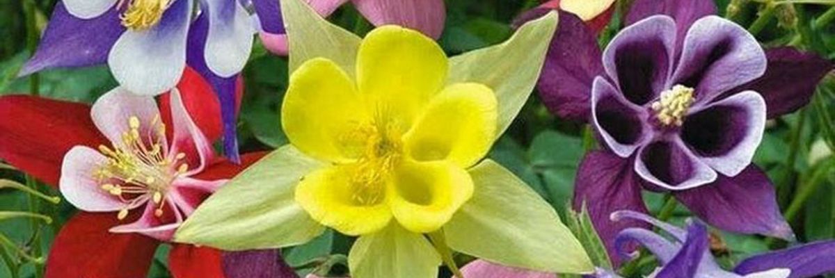 Квітка ельфів - аквілегія дізнатися більше