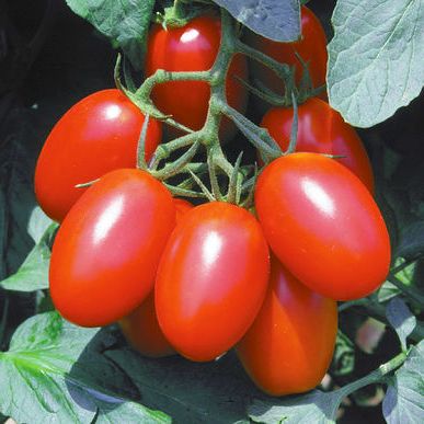 Насіння томатів Шарада Satimex Садиба 0,2 г 11.2067 фото
