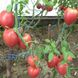 Насіння томатів Вельможа 0,1 г