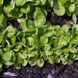 Семена валерианеллы салатной 1 г