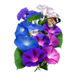 Насіння квітів і трав Насіння іпомеї, квамокліта — купити в інтернет магазині Good Harvest