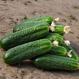 Насіння огірків Циркон F1 Nunhems Zaden Агропак 10 шт 11.2668 фото