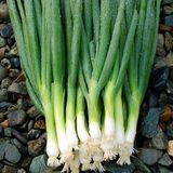 Насіння цибулі на перо Ранній збір Яскрава 1 г купити | Good Harvest