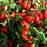Семена томатов Брисколино F1 United Genetics 10 шт - купить | Good Harvest