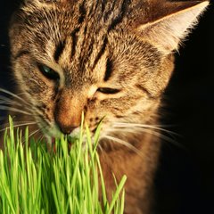 Зелень для кошки Мурка семена Gl Seeds 10 г