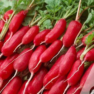 Насіння редиски Багряний фінік Suba Seeds 10 г 11.3372 фото