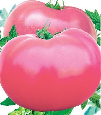 Насіння томатів Зінуля Сонячний Березень 100 шт 11.2000 фото