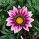 Семена газании Новый день F1 Pan American Садыба розовая 50 шт
