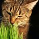 Зелень для кішки Мурка насіння Gl Seeds 10 г