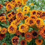 Семена рудбекии Черроки Сансет Gl Seeds 0,1 г - купить в Украине | Good Harvest