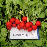 Семена редиса Бодиам F1 Rijk Zwaan Агропак 3 г - купить | Good Harvest