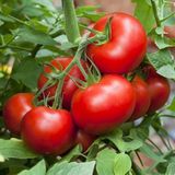 Насіння томатів Волгоградський 323 Агромаксі 3 г - купити | Good Harvest