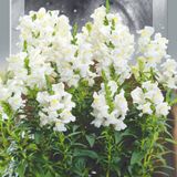 Насіння ротиків садових білий 0,2 г - купити | Good Harvest