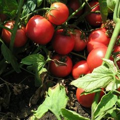 Насіння томатів Тарпан F1 Nunhems Zaden 10 шт