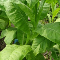 Семена табака Восточный ароматный 0,05 г 19.0122 фото