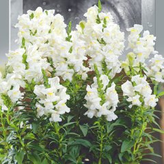 Насіння ротиків садових білий 0,2 г 10.1786 фото