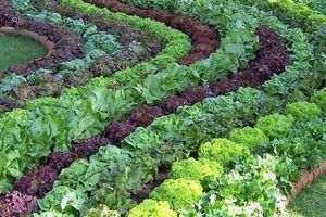 Регулярный урожай салата - целый сезон узнать больше