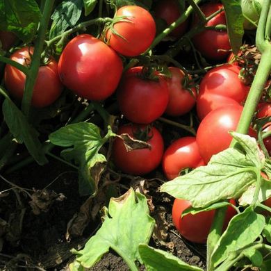 Насіння томатів Тарпан F1 Nunhems Zaden 10 шт 11.2771 фото