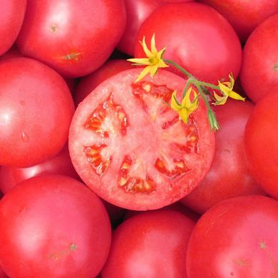 Насіння томатів Тарпан F1 Nunhems Zaden 10 шт