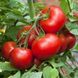Насіння томатів Волгоградський 323 Агромаксі 3 г