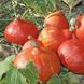 Семена тыквы Потимаррон GSN Semences Садыба-Т 2 г