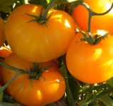 Насіння томатів Клондайк Gl Seeds 0,1 г - купити | Good Harvest