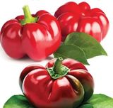 Семена перца Гамба 30 шт - купить | Good Harvest