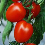 Насіння томатів Іскорка 0,2 г - купити | Good Harvest