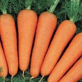 Насіння моркви Канада F1 Bejo Zaden 10 г - купить | Good Harvest
