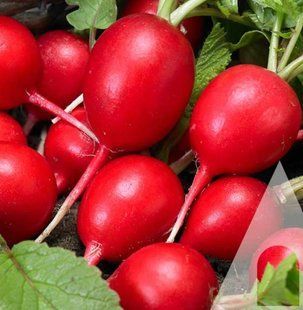 Насіння редису Масляний велетень Suba Seeds 10 г 11.3374 фото