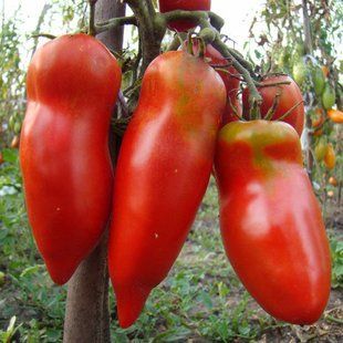 Семена томатов Алый Мустанг Gl Seeds 0,1 г 11.2180 фото