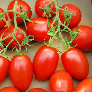Насіння томатів Іскорка 0,2 г 11.1370 фото