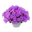 Насіння квітів і трав Насіння петунії — купити в інтернет магазині Good Harvest