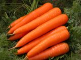 Насіння моркви Віта Лонга Bejo Zaden 1 г - купити | Good Harvest