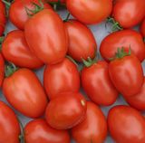 Насіння томатів Лагідний 5 г - купити | Good Harvest