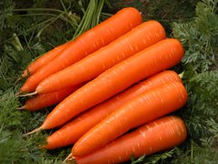 Семена моркови Вита Лонга Bejo Zaden 1 г 11.0384 фото