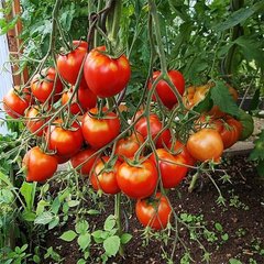 Насіння томатів Гібрид Тарасенко Ювілейний Gl Seeds 0,15 г 11.2182 фото