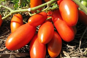 В'ялені помідори дізнатися більше