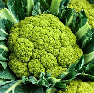 Насіння капусти цвітної Мацерата Suba Seeds 0,5 г 11.3432 фото