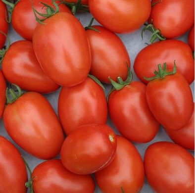 Насіння томатів Лагідний 5 г 11.3103 фото