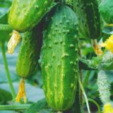 Семена огурцов Мурашка F1 0,25 г - купить | Good Harvest