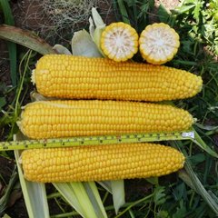 Семена кукурузы Добрыня F1 Lark Seeds 20 шт 11.2416 фото